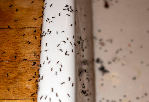 Best Pest Control Near Me  in Carlisle, IA