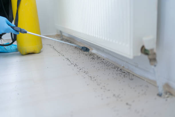 Best Pest Removal Services  in Carlisle, IA